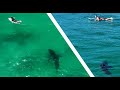 Best Footage of Great White Sharks Near Surfers (2023) 4K