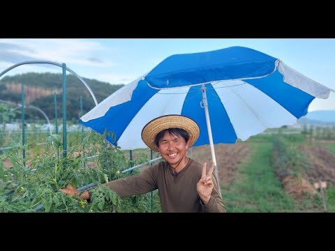 菜園に日陰を作るにはどうすればいいですか？この夏、野菜を守るための 5 つ以上の熱波対策のヒント  庭園