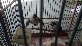 Download lagu Dengan cara ini kutilang jantan dan betina akan dapat dibedakan mp3