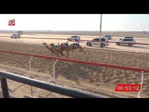  ش 17 (هملول) لـ سعادة محمد العوضي بن يحيى المنهالي 2:15:14 ، شارة الصندوق 2026/07/25 فطامين الوثبة