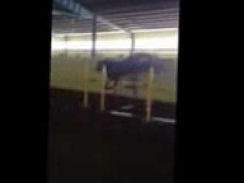 Cherry löshoppning februari 2013