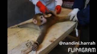 Every second...an animal dies in an experiment.