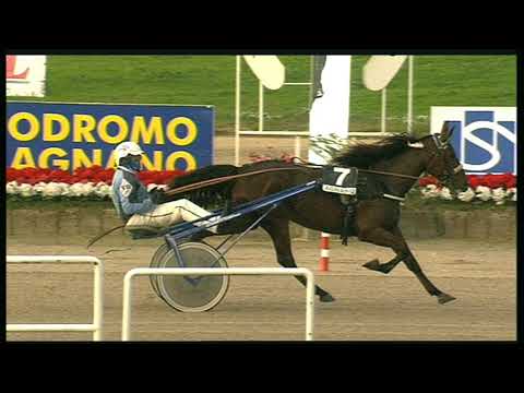 Trotto 24/10/2020 - 5ª corsa - speed race Finale