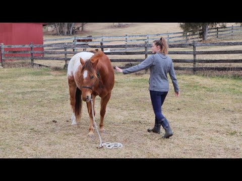 Horse Groundwork Exercises for Building Trust