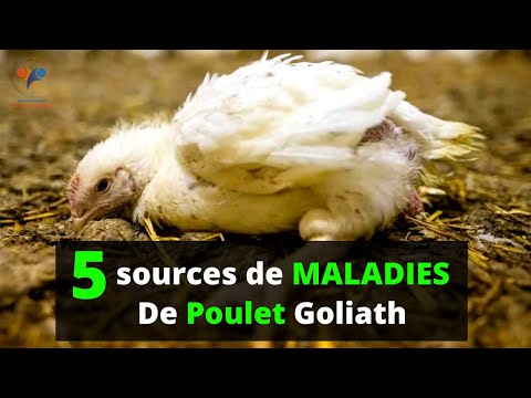 , title : '5 Sources De MALADIES chez les POULETS GOLIATH (SANTE ANIMALE) investir au pays 100%'