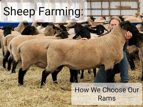 , title : 'Sheep Farming: Suffolk Rams - What We Look For'