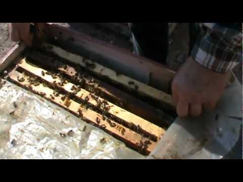 2. Hranirea simultana a celor 3 familii din "Bio Stup - Ioan Ursu" cu o rama sau hranitor 2/5