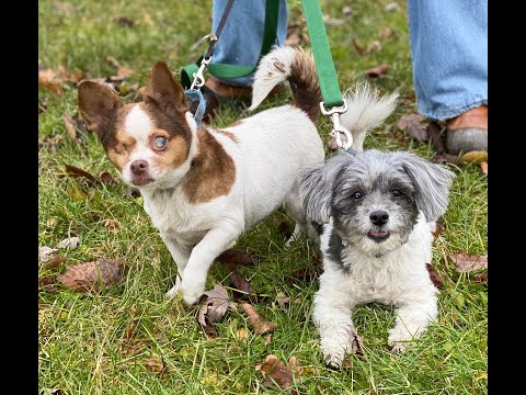 Oreo & Beepers, an adopted Chihuahua & Maltese Mix in Kittanning, PA_image-1