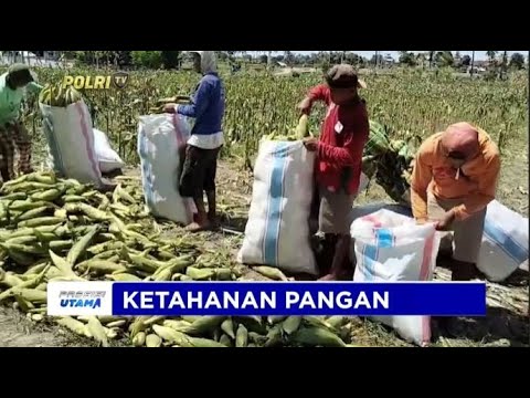 BHABINKAMTIBMAS POLRES LOMBOK TIMUR  PANEN JAGUNG KETAHANAN PANGAN