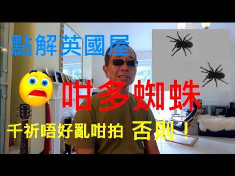 屋企多蜘蛛