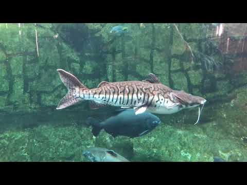 Frank Kucera (Czech) Nebraska Band - Gary IV Polka