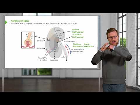 Nierenfunktion und Wasser- & Elektrolythaushalt: Aufbau und Funktion der Niere