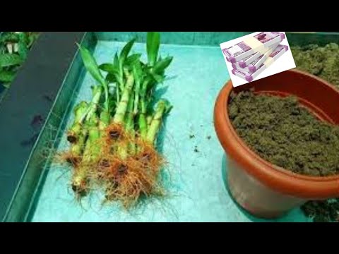 Lucky Bamboo grow cutting & Repot soil / लक्की बेम्बू को कंटिंग से उगाना और मिट्टी मे रिपॉट । Video