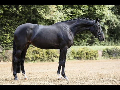 Toffy - Stute - 2021 geboren (Taurus x Danciano)