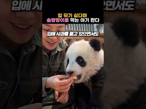 입 닦기 싫다며 솜방망이로 막는 아기 판다ㅎㅎ #Panda