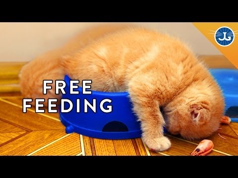 You're Feeding Your Cat All Wrong!