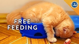 You&#39;re Feeding Your Cat All Wrong!