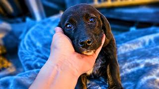 Abandoned Puppy Was Scared To Death After Losing His Family