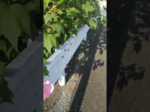 壊れないギボウシの植物、開花が続く、地面を覆う緑の葉、縞模様の房、花、白い鐘