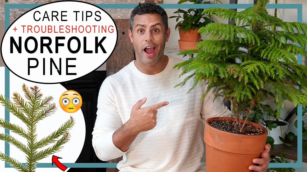 Norfolk Pine Problems? Crucial Care Tips + Troubleshooting Brown, Yellow and Dropping Foliage!