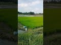 Rice Seeds Ready For Transplant Rice Farming In Tamil Nadu Shorts