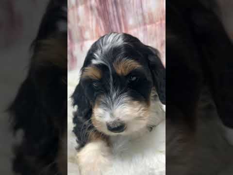 Dasher - Bernedoodle, Mini puppy for sale