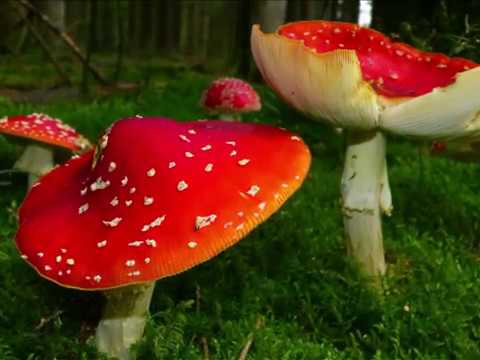 Ach ich hör der Heimat rauschen  --  NAK-Männerchor, Bezirk Pforzheim, Liveaufnahme