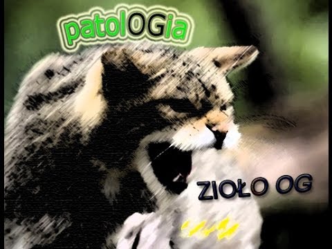 Zioło OG - Chciałem [patolOGia EP 1/10]
