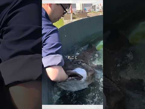 巨大チョウザメに腕を食われかけた飼育員