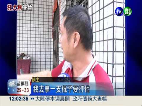 南台拉警報! 台南.高雄狂犬現蹤