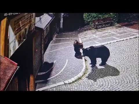 Az állatkert bejárata előtt téblábolnak a medvék