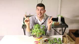 The Best Plant to Propagate to Start a Business or Get Tons of Free Plants!