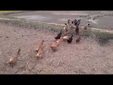 How to Raising Millions of Duck on Rice Field For Meat - Free range Duck Farming Technique P692