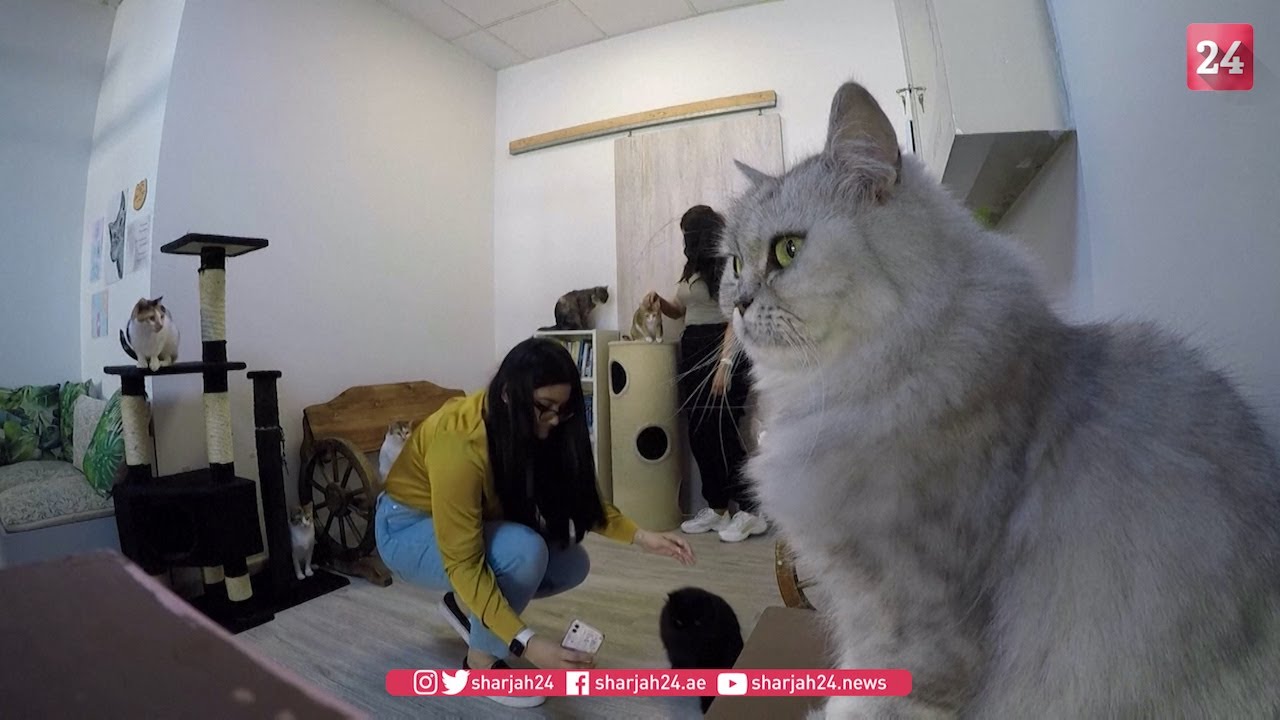 صورة بعنوان: Youtube Image