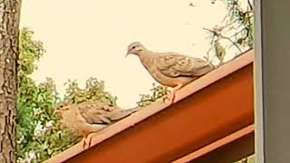 "A Bird came down the Walk" by Emily Dickinson