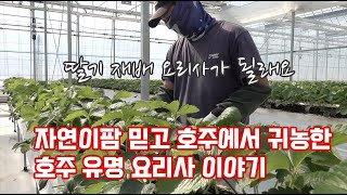 요리만 하던 호주 유명 요리사!! 한국에 귀농하여 딸기 재배를 시작하였습니다!! 과연 귀농 이유와 재배 실력…
