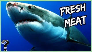 Can A Shark Really Smell A Drop Of Blood Underwater?