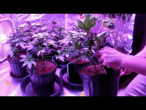 INDOOR GROW GUIDE: TOPPING, LOLLIPOPPING, DEFOLIATION, EQUIPMENT FOR GROW ENVIRONMENT CONTROL