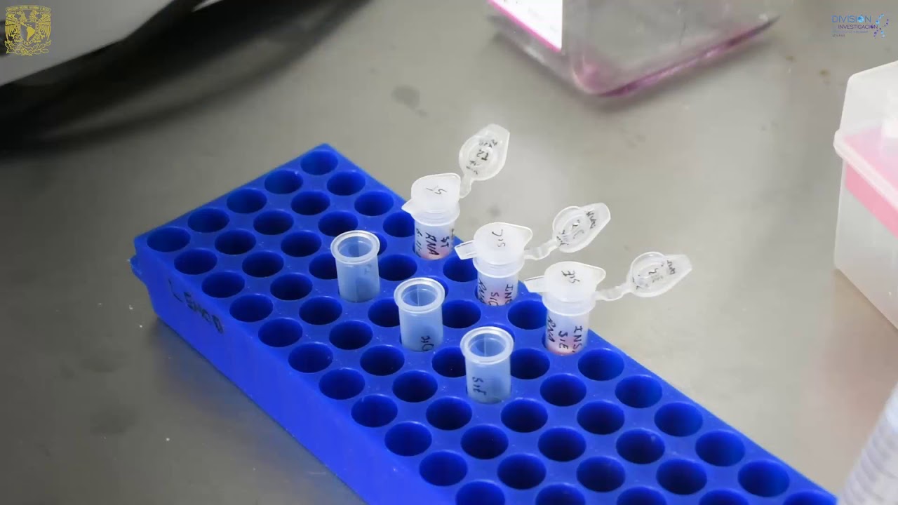 Video 3: Extracción de RNA, transcripción reversa y qPCR