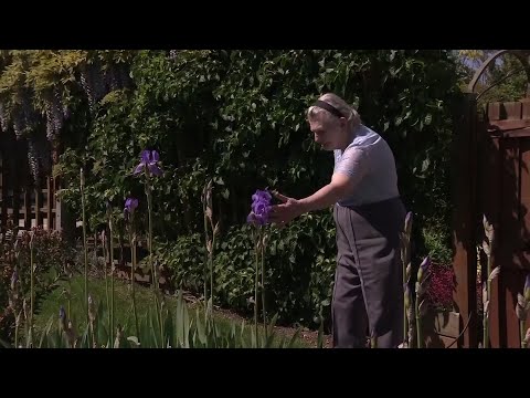 Study looking at whether people with poor hearing are more likely to develop dementia. (May 14)