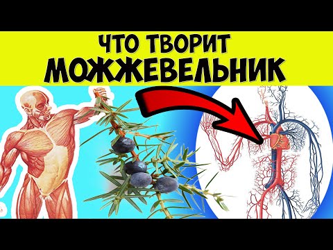 Что творит МОЖЖЕВЕЛЬНИК с организмом человека? Полезные и лечебные свойства можжевельника