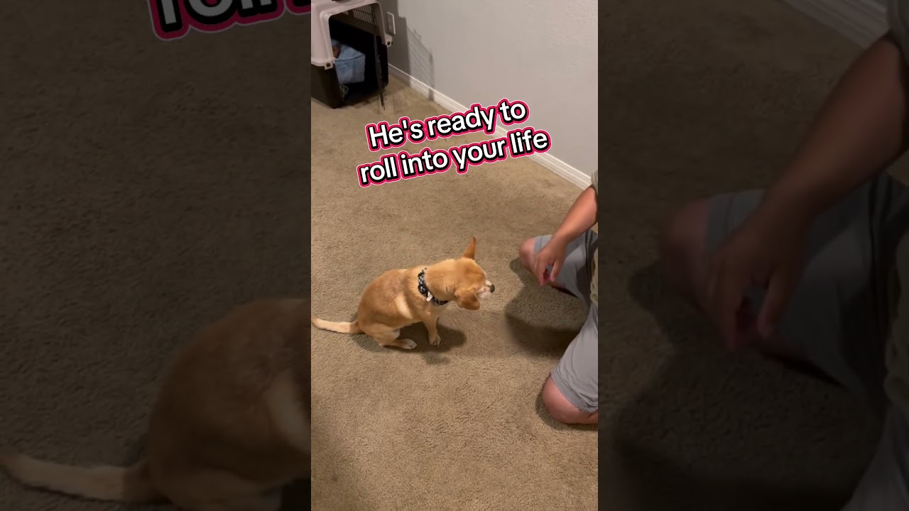 Butters, a ADOPTABLE mixed breed in Murrieta, CA video 3/3