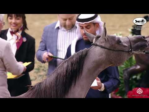 Doha International Arabian Horse Show 2023 - Classe 1D