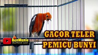 Download lagu ANIS MERAH GACOR TELER MAMPU BUAT ANIS MERAHMU CEPAT GACOR, PANCINGAN ANIS MERAH TELER mp3