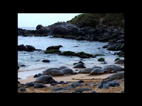 Turtles Basking on Maui Ho'okipa Beach Park Nov 2013