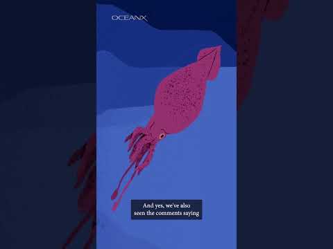 Why Hasn't the Colossal Squid Been Filmed Before?