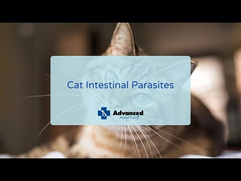 Cat Intestinal Parasites