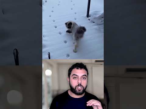 هادشي اللي دار راه غريزة عندهم 😅🐾