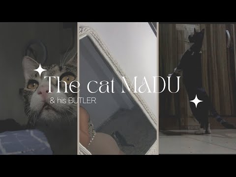 A day in the life of MADU & his BUTLER | playtime + sleep + dinner + masturbation #cat #catbutler