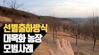나무재테크 선별출하방식 적용 대목화 농장 모범사례…